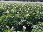 チーチャンさんのじゃがいもの投稿写真3