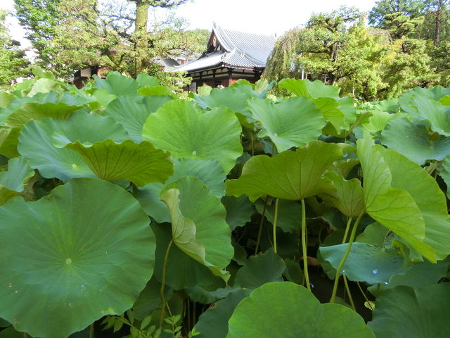 法金剛院