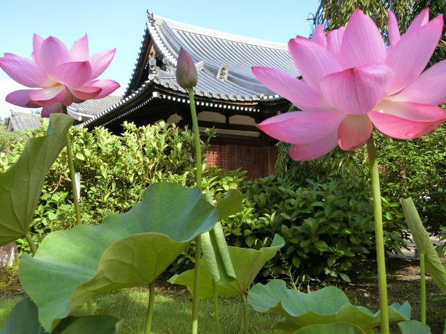 法金剛院