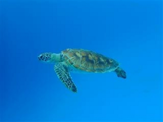 優雅に泳ぐ「阿真ビーチのウミガメ」_阿真ビーチ