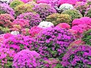 ayaayaさんの根津神社の投稿写真1