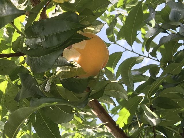 黄桃です_くだもの王国