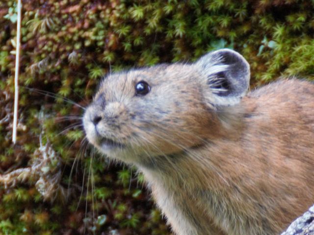 かわいいよ_然別湖