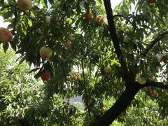 くだもの王国の写真2