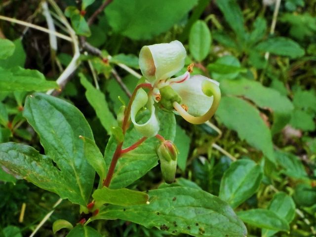 ミヤマホツツジ_千畳敷カールの高山植物