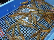 ぽんにょ♪さんの鳴門クルマエビ有限会社の投稿写真1