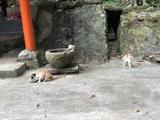 りいらさんの胸の観音の投稿写真1