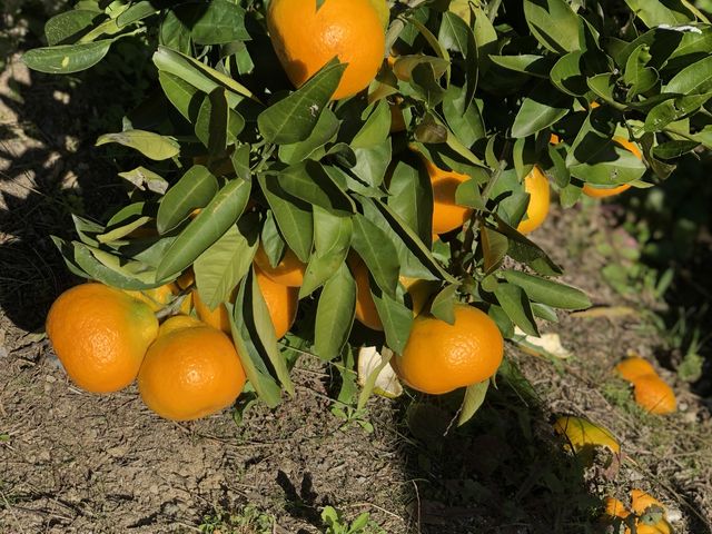 凄く甘かったです。_やぶ果樹園