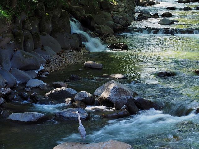 竹林の横に有る桂橋から見ると桂川にアオサギが_竹林の小径