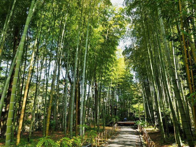 竹林の小径_修善寺温泉