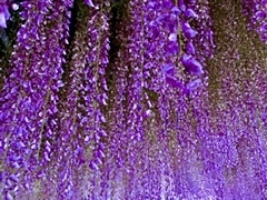 あしかがフラワーパークの写真1