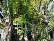 雷ちゃんさんの日枝神社の投稿写真3