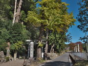 sklfhさんのお葉付イチョウの投稿写真1