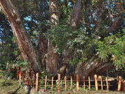 sklfhさんの八つ房杉の投稿写真1