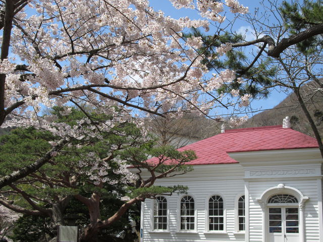 桜_函館公園