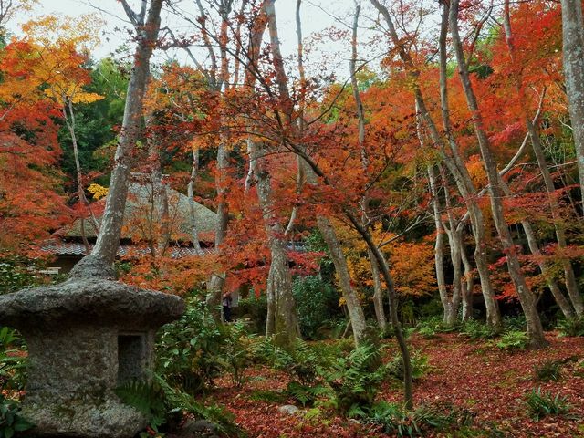 祇王寺の紅葉_祇王寺
