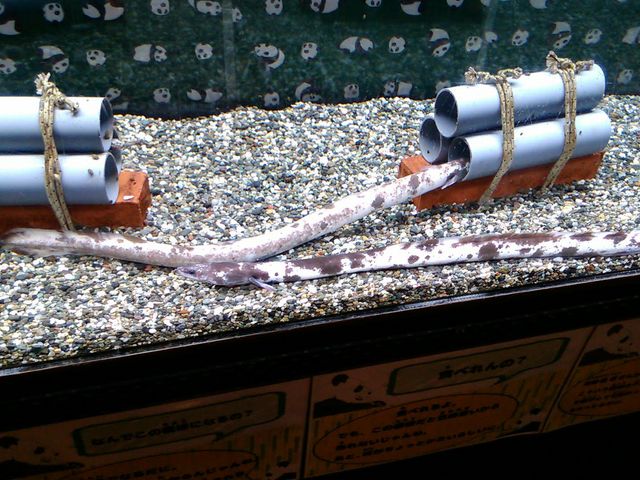 パンダウナギ_浜名湖体験学習施設「ウォット」