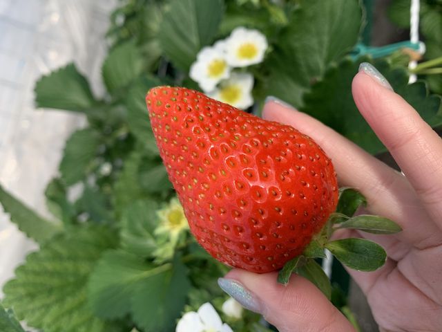 かおりの♪_ストロベリーガーデン おぎしま