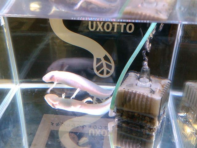 ウーパールーパー_浜名湖体験学習施設「ウォット」