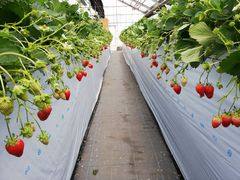 あきさんのAngelina berrys farmへの投稿写真1