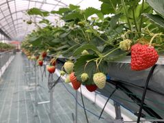 tomさんのStrawberry Farm No.15 (the Farm UNIVERSAL いちご園)への投稿写真1