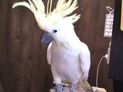 オウムのカフェ FREAKの写真1