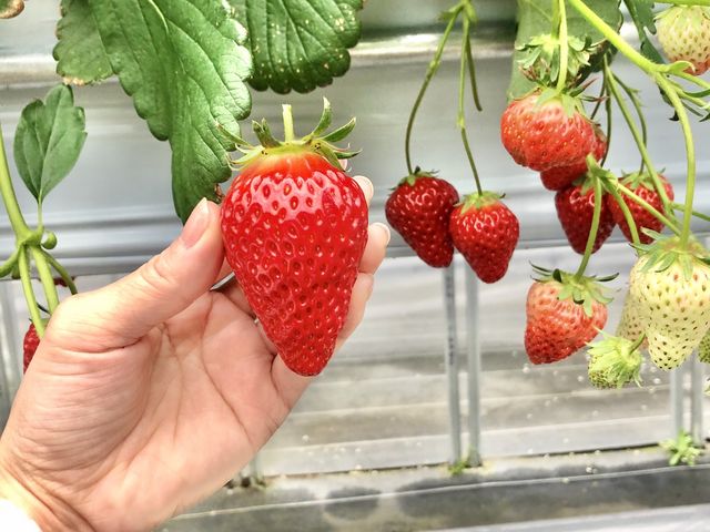 8種食べ比べ最高!どの苺もとても美味しく、生産者様のお顔が見えると安心ですよね!ご馳走様でした。_いちご・ブルーベリー農園 ベリーの郷