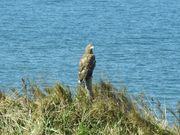 zinさんの北方原生花園の投稿写真4