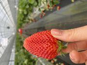 にわとりさんの阿蘇いちご畑-木之内農園-の投稿写真2