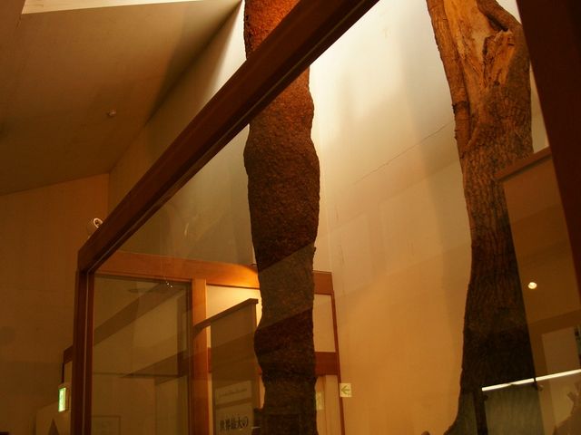 ハチ博物館01_ハチ博物館