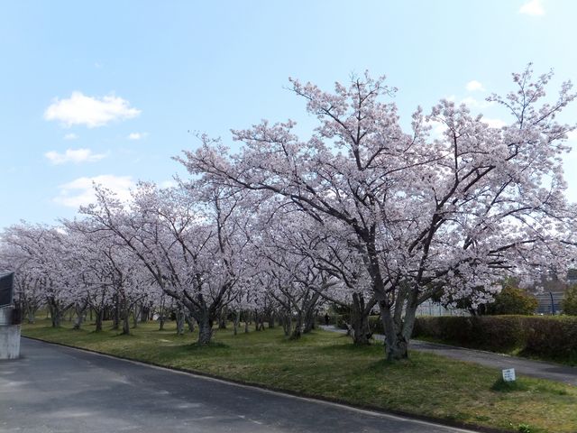 上野運動公園の桜
