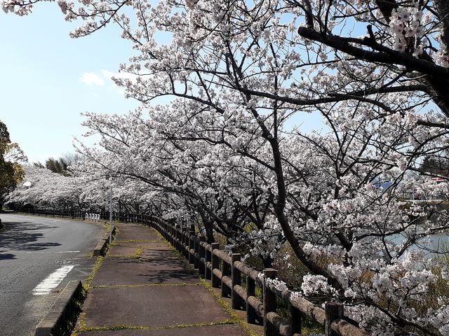 大山田B&G海洋センター周辺の桜(ふれあい並木)