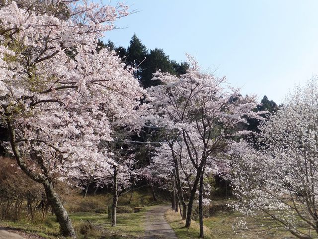 霊山寺の桜
