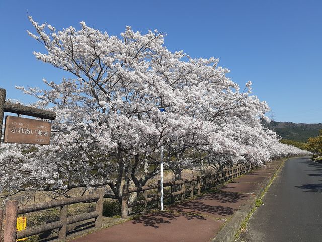 大山田B&G海洋センター周辺の桜(ふれあい並木)