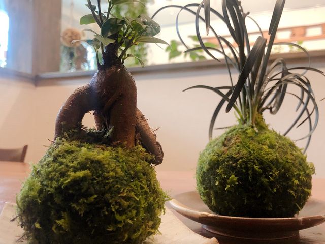 つくった苔玉_凛華