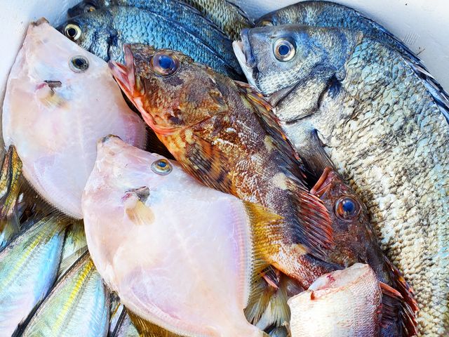 チヌ、ガシラ、カワハギなんかも釣れます。_大屋冨の釣筏