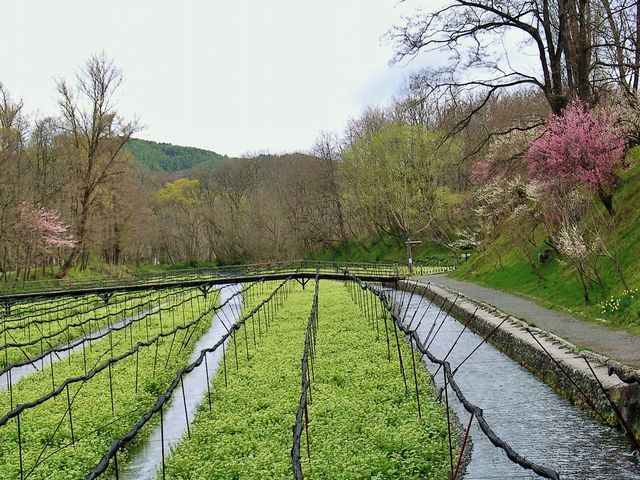 雷ちゃんさんの大王わさび農場 わさび田の投稿写真4