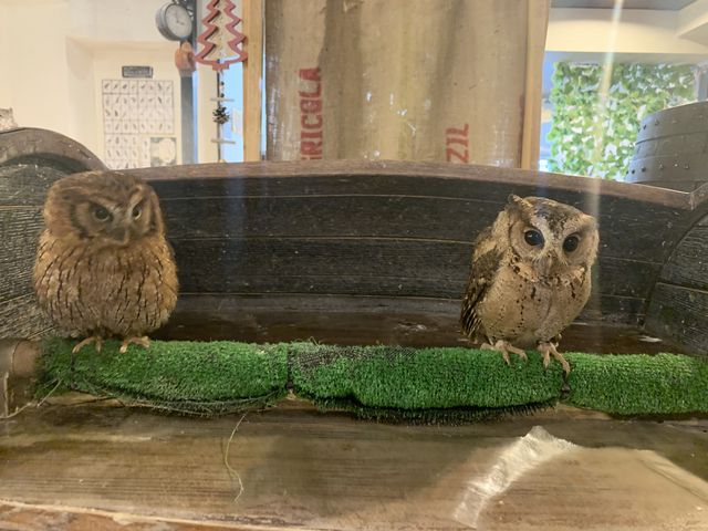 小型フクロウちゃんに癒されました_フクロウカフェ オウルドベース