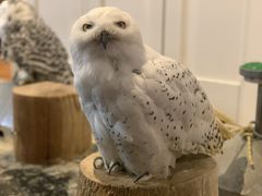 miaさんのフクロウカフェ オウルドベースへの投稿写真1