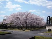 こぼらさんの上野運動公園の桜の投稿写真1