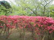りんごっこさんの合浦公園の投稿写真1