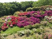 いっちゃんさんの五大尊のツツジの投稿写真2