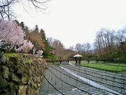 雷ちゃんさんの大王わさび農場 わさび田の投稿写真1