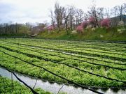 雷ちゃんさんの大王わさび農場 わさび田の投稿写真2