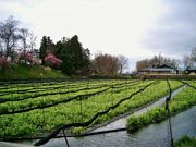 雷ちゃんさんの大王わさび農場 わさび田の投稿写真3
