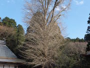 こぼらさんのオハツキイチョウの投稿写真1