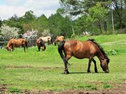 雷ちゃんさんの木曽馬の里の投稿写真10