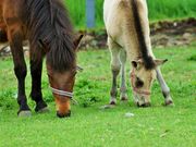 雷ちゃんさんの木曽馬の里の投稿写真4