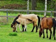 雷ちゃんさんの木曽馬の里の投稿写真5