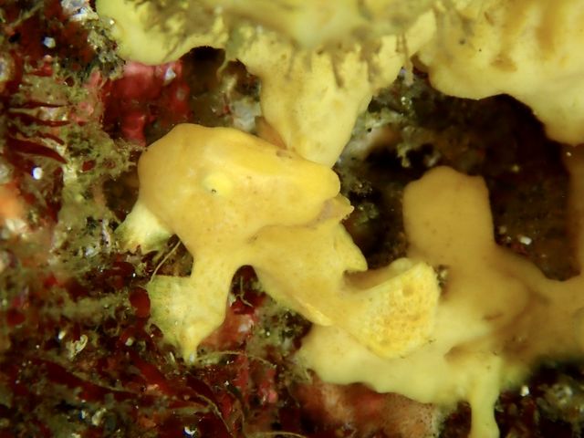 今日の海も最高!_SEA DROP HAYAMA DIVERS